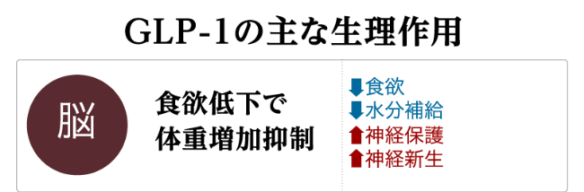 GLP-1の主な生理作用「脳」