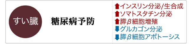 GLP-1の主な生理作用「すい臓」