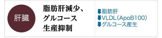 GLP-1の主な生理作用「肝臓」