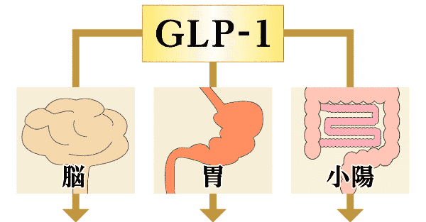 摂取による効果2
