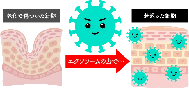 エクソソーム治療とは